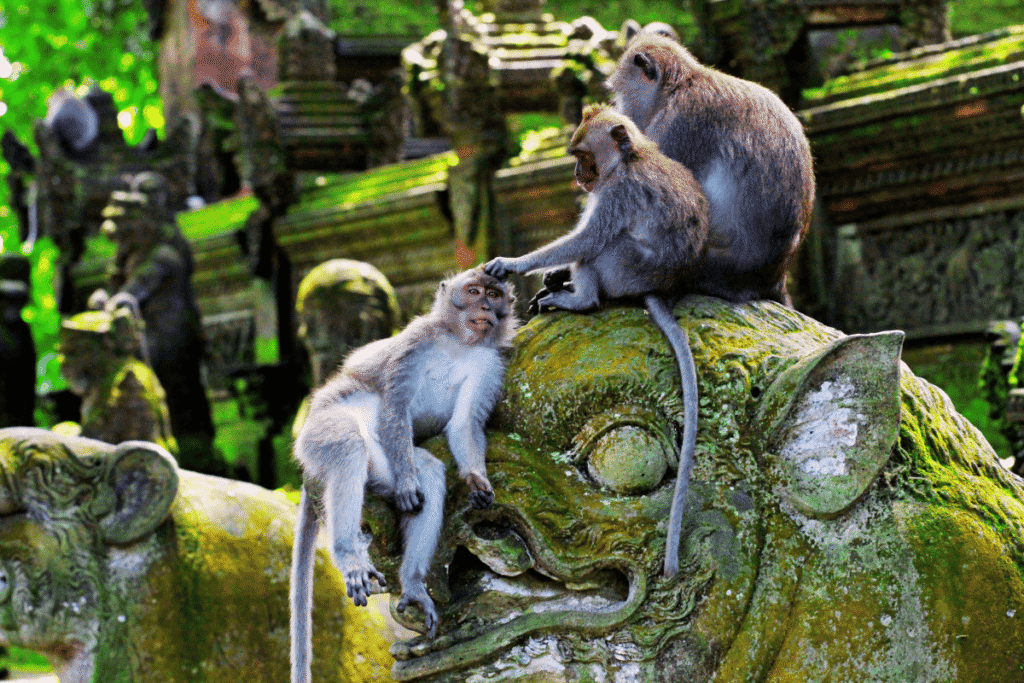 Monkey Forest