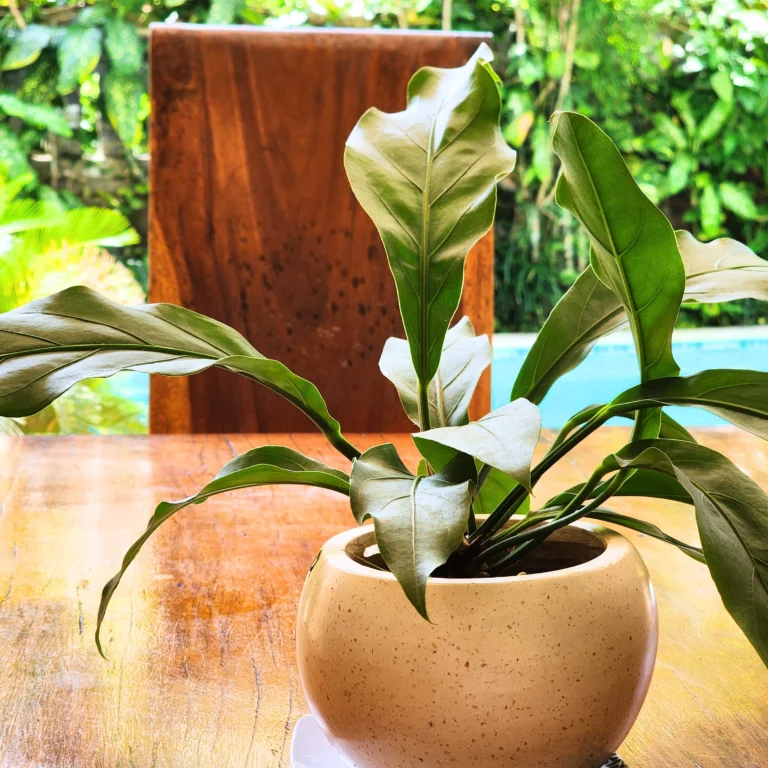 Potted tropical plant on wooden table with greenery and pool in the background.